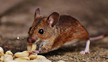 24 Hour & Emergency Exterminators in Marietta, OK